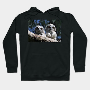 Tawny Frogmouth babies Hoodie